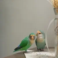 طوطی برزیلی