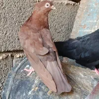 کبوتر آبادانی|پرنده|بندر گناوه, |دیوار