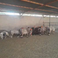 نیازمند کارگر دامداری