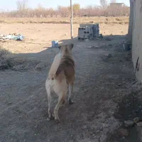 سگ گله ای  سرابی