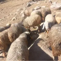 فروش‌میش|حیوانات مزرعه|پاتاوه, |دیوار