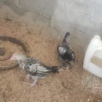 جوجه های محلی زیرمرغی