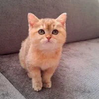 بریتیش شورت هیر گلد اصیل کد NY11