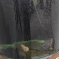 یه عدد آکواریوم باپایش به فروش میرسدوسه عددماهی|ماهی|شیروان (لرستان), |دیوار