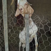 کهره نر|حیوانات مزرعه|بندر دیر, |دیوار