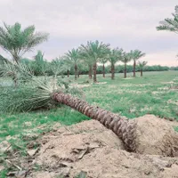 پالم نخل.فنیکس.پالم بادبزنی.باغ.زمین ویلا|خدمات باغبانی و درختکاری|تهران, میرداماد|دیوار
