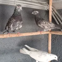 سرور