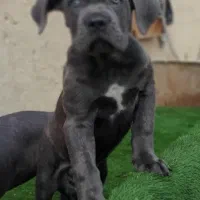 کنکورسو توله کن کورسو نرماده بلو مشکی و رنگ خاص|سگ|ماهدشت, |دیوار