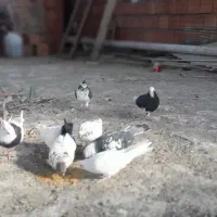 چند عدد کبوتر فروشی