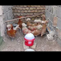 تخم نطفه دار یا جوجه