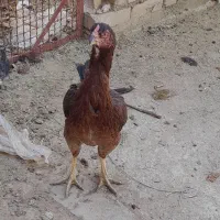 فروش مرغ لاری و مرندی|حیوانات مزرعه|حمیدیا, |دیوار
