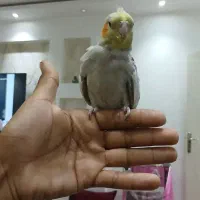 عروس هلندی کاملا دستی آماده