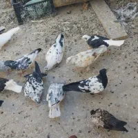 کبوتر