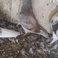 کفتر کبوتر|پرنده|خنجین, |دیوار