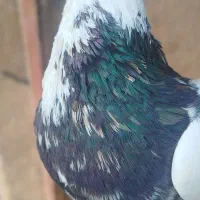 جفت کفتر طوق سور