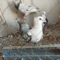 کفتر ابلغ و سار  معاوضه با هوایی