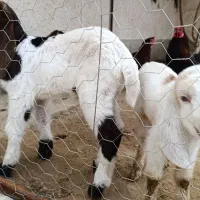 کهره وبره شیری و علف خوار