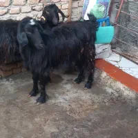 بز آبستن|حیوانات مزرعه|گرگان, |دیوار