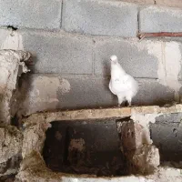 طوقینن عو‌‌‌ضلیرم...۴ عددبا یدونه طوقی