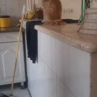 گربه حرف گوش کن و تمیز و با ادب