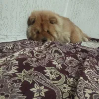 سگ چاو چاو ماده|سگ|رباط‌کریم, شهرک صنعتی ده‌حسن|دیوار