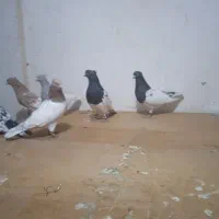 بهبهانی|پرنده|شیراز, شهرک گلستان|دیوار
