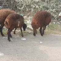 بزغاله کردی و بره افشار