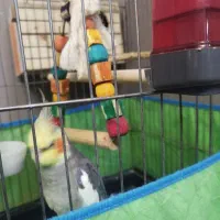 عروس هلندی نر|پرنده|چهارباغ, |دیوار