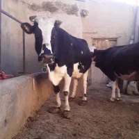 گاو شیری|حیوانات مزرعه|سجاس رود, |دیوار