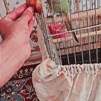 طوطی ملنگو نر|پرنده|حمیدیه, |دیوار