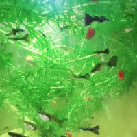 ماهی گوپی گیاه دم‌گربه‌ای حلزون رامشورن پلنت بچه|ماهی|فردیس, شهرک اسکویی|دیوار