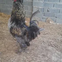 خروس معاوضه جوجه غاز و..