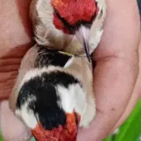 سهره بی نظیر|پرنده|مبارکه, |دیوار