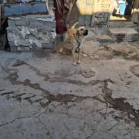 سگ ماده|سگ|نظر کهریزی, |دیوار