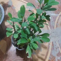 حراج گلهای اپارتمانی|گل و گیاه طبیعی|لردگان, |دیوار