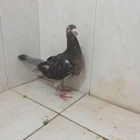 کفتر گرفتنی هوایی نر|پرنده|شیراز, لب آب|دیوار