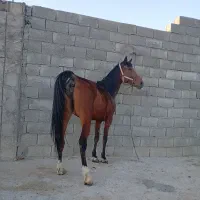 مادیون کری مادیون