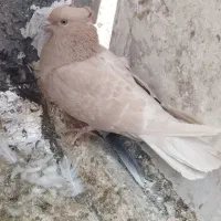 کفتر زرد  سینه سیاه  پشت سرور