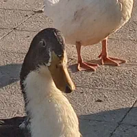 دو تا اردک نر برزگ گوشتی|حیوانات مزرعه|تهران, جمال‌زاده|دیوار