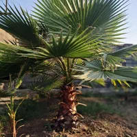 پالم واشنگتن. شمشاد. سیکاس
