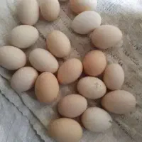 تخم مرغ محلی نطفه دار برا جوجه کشی و خوردن