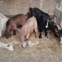 بز ک بیگ|حیوانات مزرعه|اندیکا, |دیوار