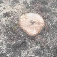 دراوردن ریشه درخت گردو بصورت رایگان