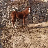 اسب|اسب و تجهیزات اسب‌سواری|صائین قلعه, |دیوار