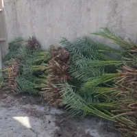 دهکده پاجوش ،دمیت ، نهال نخل  خاصویی ،غیره