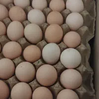 تخم مرغ محلی|خوردنی و آشامیدنی|زنجان, |دیوار