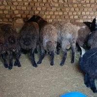 9راس بره نر 35کیلو|حیوانات مزرعه|قزوین, |دیوار