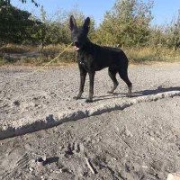 سگ ژرمن بلک و ژرمن شپرد|سگ|محمدشهر, محمدشهر|دیوار