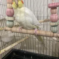 عروس شاه تخم سخنگو|پرنده|رباطکریم, رباطکریم|دیوار