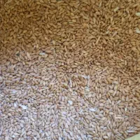 گندم بذر و برای پخت نان